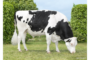 Black and white daughter proven: Dreamtime P Rf makes dream debut, Flybye even more interesting