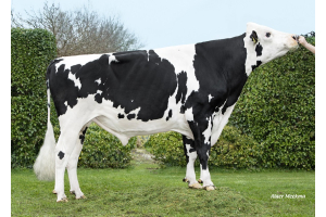 Daughter-proven bulls K.I. Kampen confirm their qualities!