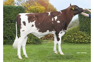 Genomics test bull Pittsburgh: Healthy cows with high productions!