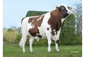 Pepijn daughter group at the national red-and-white show!