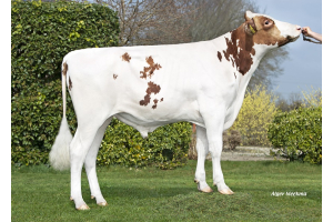 New genomics testbull Broekhuizen Riff: Top conformation and great healthtraits!