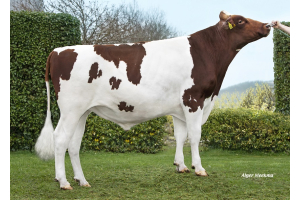 Components, high fertility and aAa 516 from the Bontje family!