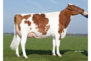 Pepijn daughters perform well at Mts. Hofmeijer-Van der Kuip