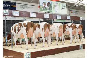 The National Red & White Show: Powerful Pepijn daughtergroup and individual success for Kampen!