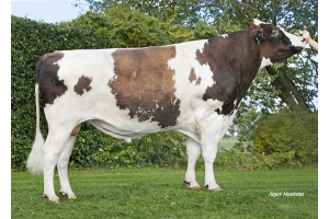 Reliever daughter group will go to Hardenberg!