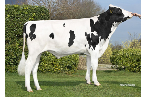 Black-and-white genomics test bull Cristo: persistently high fat and protein!