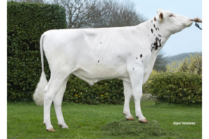 Red-and-white genomics testbull: Worldcup son from a great cow family!