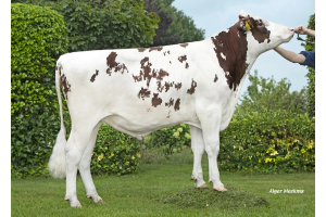 New genomics testbull Mariahoeve Trandy: allround solidity and reliability!