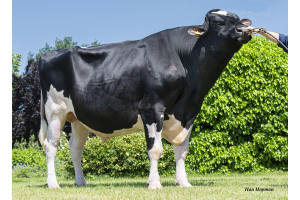 Survival rates K.I. Kampen bulls!
