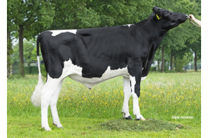 K.I. Kampen has a very wide range of genomics bulls!