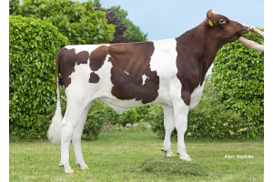 Genomics testbull Vinales: quality, high production, and solidity combined!