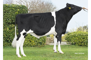 Genomics test bull Fresh will produce typical K.I. Kampen cows!