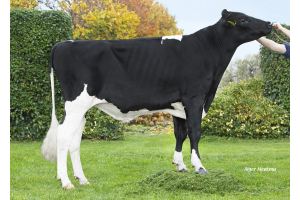 New genomics test bull Ace: Complete picture from Sunny Boy's cow family!