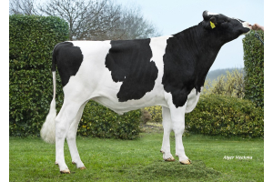New Black-and-white genomics test bull: componen specialist without mistakes