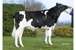 Wiseman PP Rf: Homozygous polled of top genetic quality!