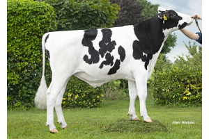 New B&W genomics testbull: NVI top from an American sire stack!