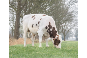 Red and White Index News! Elevate No. 1 in the Netherlands, proven sires confirm qualities!