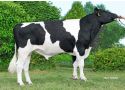 Stier jan 10