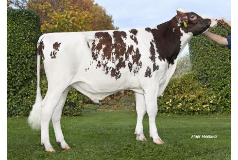 Schreur Positiv PP Red