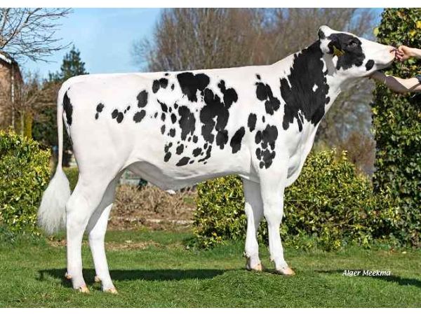 Peeldijker High Five | K.I. Kampen