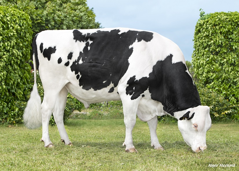 Black and white daughter proven: Dreamtime P Rf makes dream debut, Flybye even more interesting