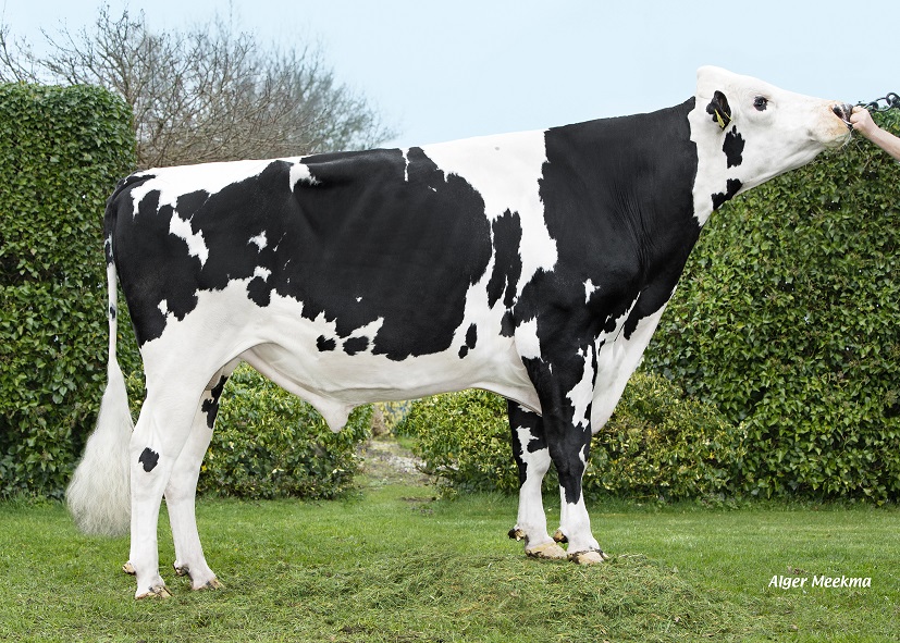 Daughter-proven bulls K.I. Kampen confirm their qualities!