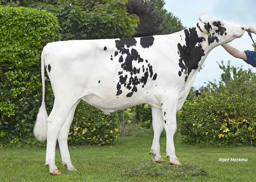 Genomics testbull Volbeat P: Hornless and top components!