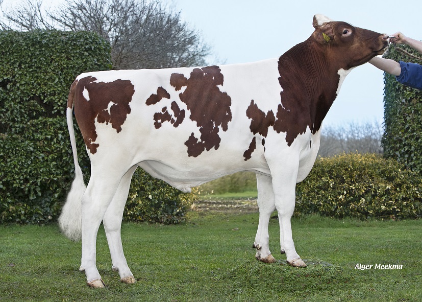 New Red & White genomics testbull: the best of three great Dutch cow families!