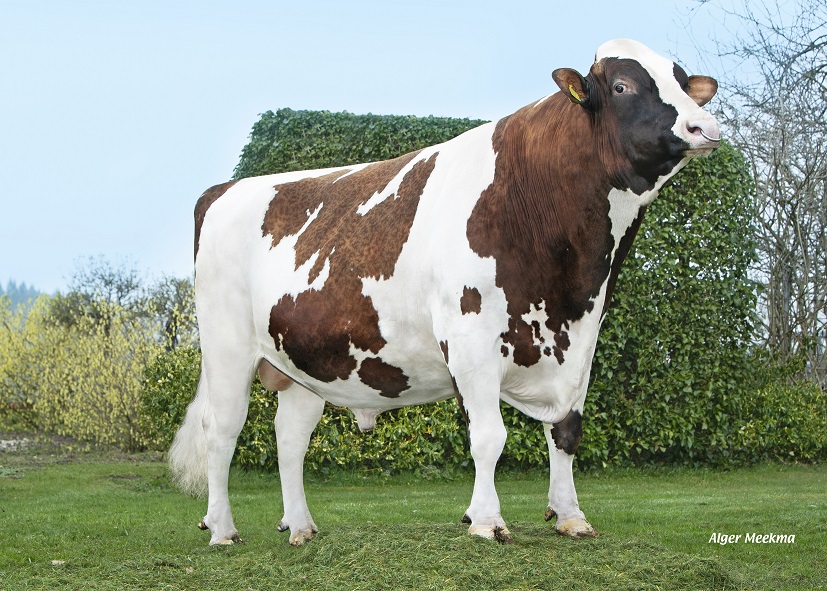 Pepijn daughter group at the national red-and-white show!