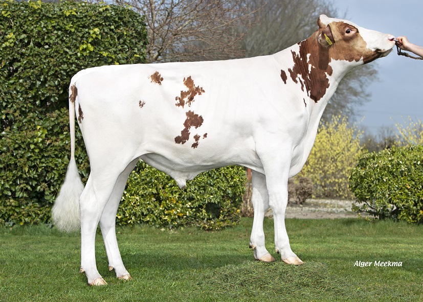 New genomics testbull Broekhuizen Riff: Top conformation and great healthtraits!