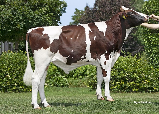 Want to breed polled? K.I. Kampen has lots of choice!