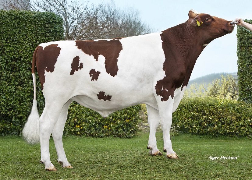 Components, high fertility and aAa 516 from the Bontje family!