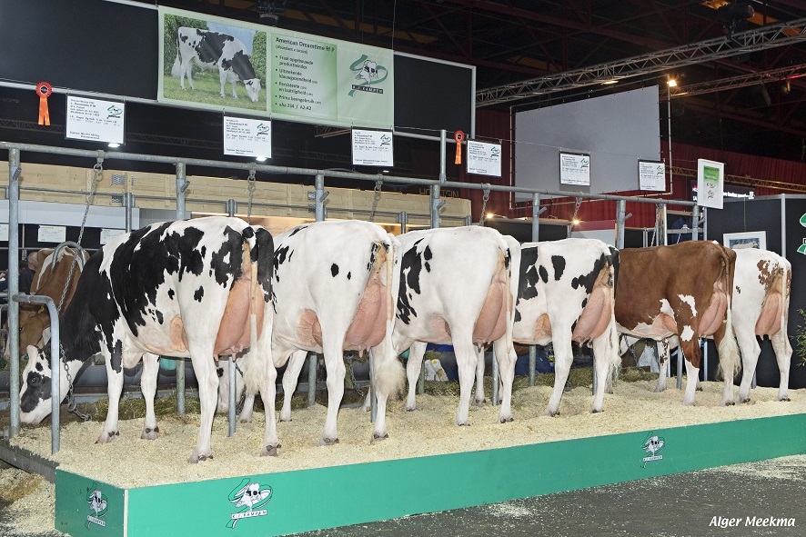 Dreamtime P Rf daughters shine at HHH show!