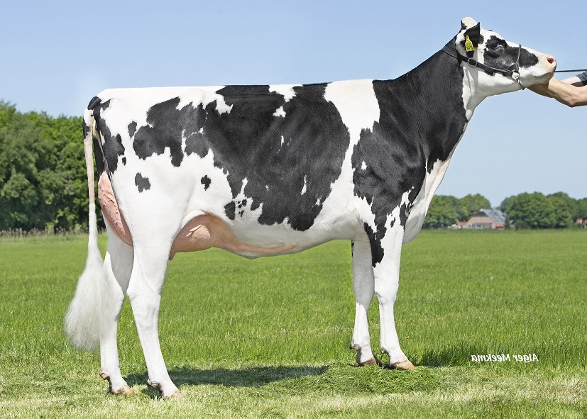 K.I. Kampen brings Dreamtime P Rf daughters to the HHH show!