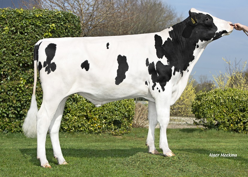 Black-and-white genomics test bull Cristo: persistently high fat and protein!