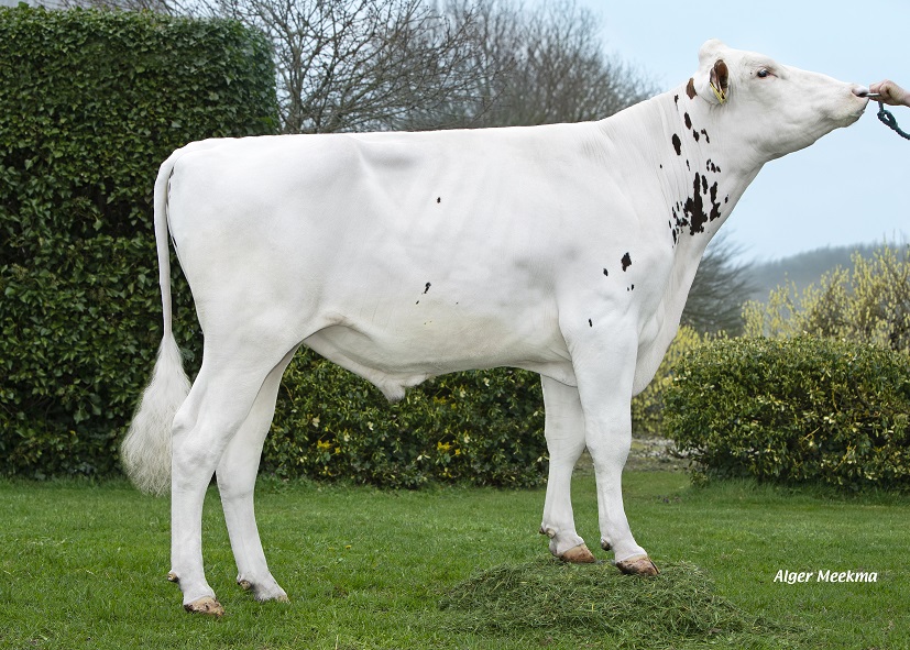 Red-and-white genomics testbull: Worldcup son from a great cow family!