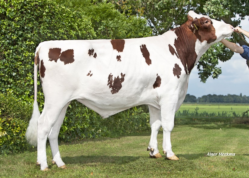Red and White genomics testbull of October: Production, conformation and polled all in one!