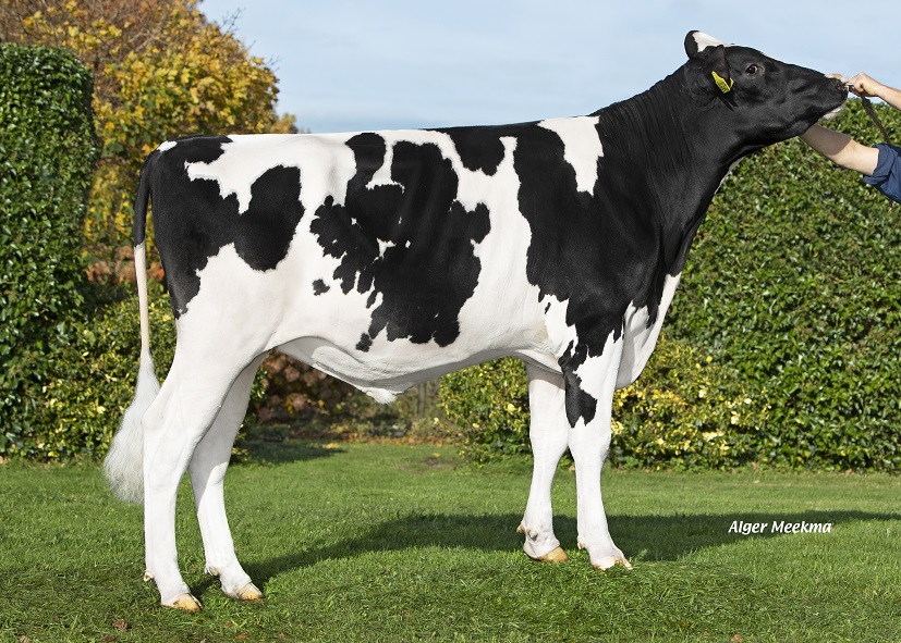 Dumfries: The complete high yielding bull from the Rita family!