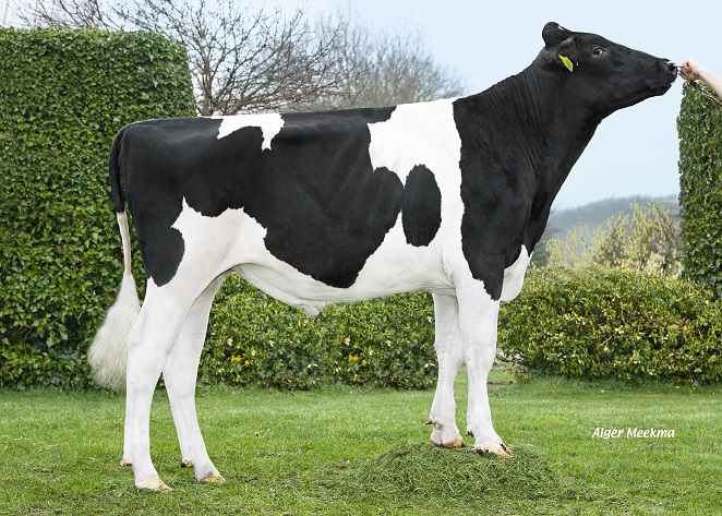 Koepon Dingle: international sire of sons with top genomics! 