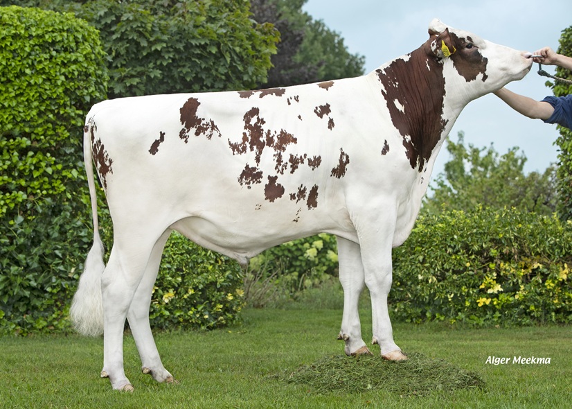 New genomics testbull Mariahoeve Trandy: allround solidity and reliability!