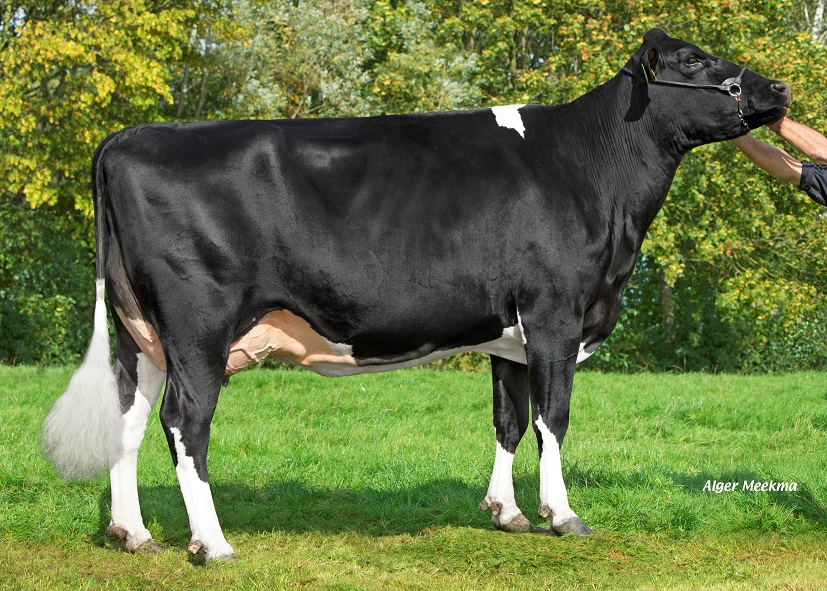 Caudumer Lol 342: 100,000 liter cow in the pedigree of many K.I. Kampen bulls!