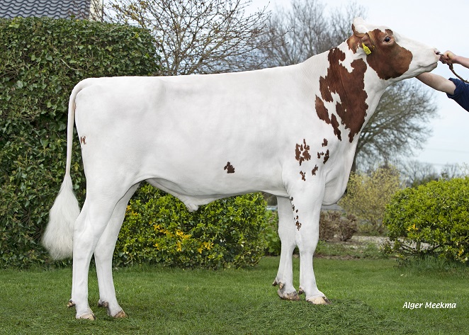 Poppe Kadans P: Easy to manage daughters with beautiful udders!