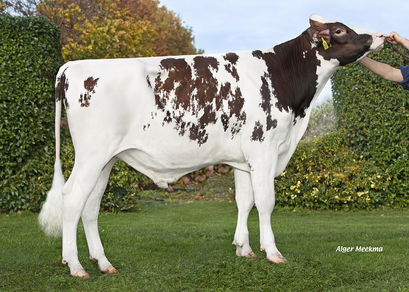 New young genomics testbull Schreur Positiv PP: Milky, hornless, and trouble-free!