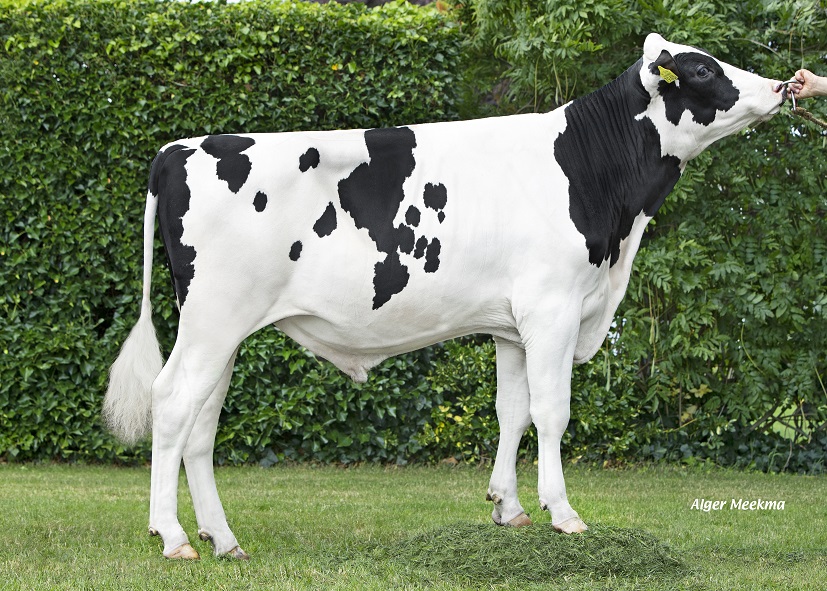 New Black and White genomics bull: The best of three Holstein countries in one bull!