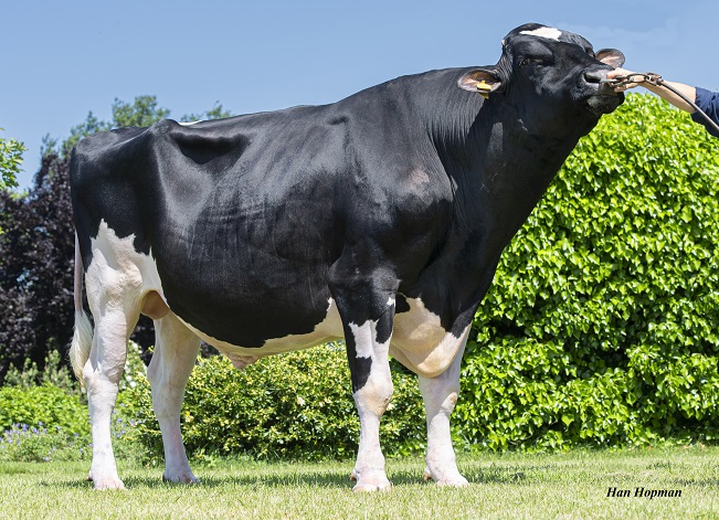 Survival rates K.I. Kampen bulls!