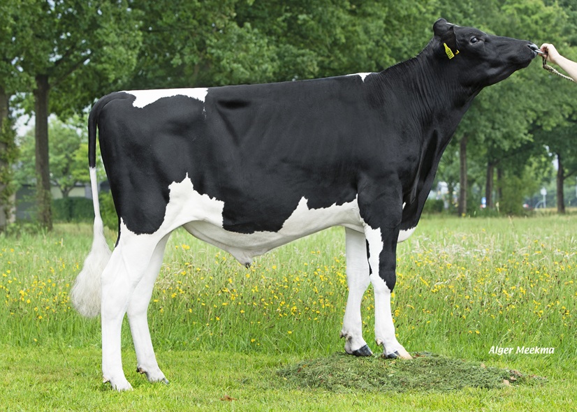 K.I. Kampen has a very wide range of genomics bulls!