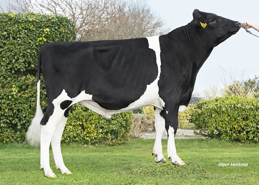 Genomics test bull Fresh will produce typical K.I. Kampen cows!