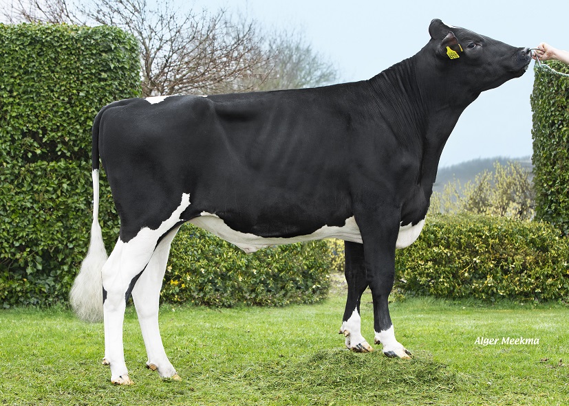 Genomics test bull Sebas is going to give cows that want to produce