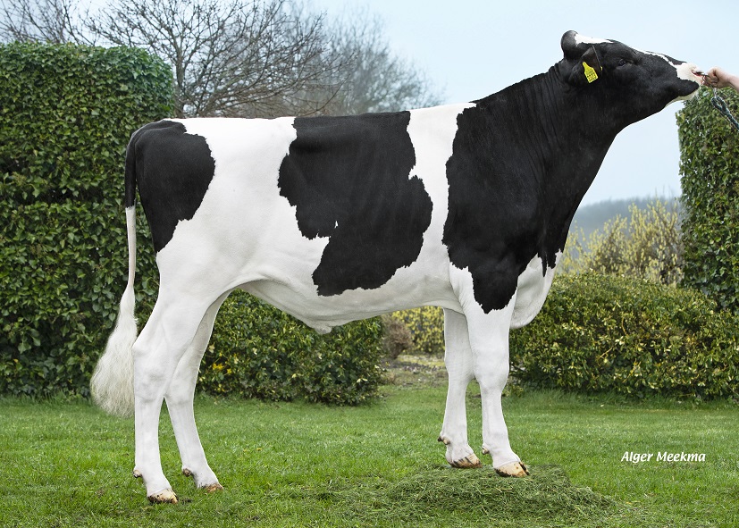 New Black-and-white genomics test bull: componen specialist without mistakes