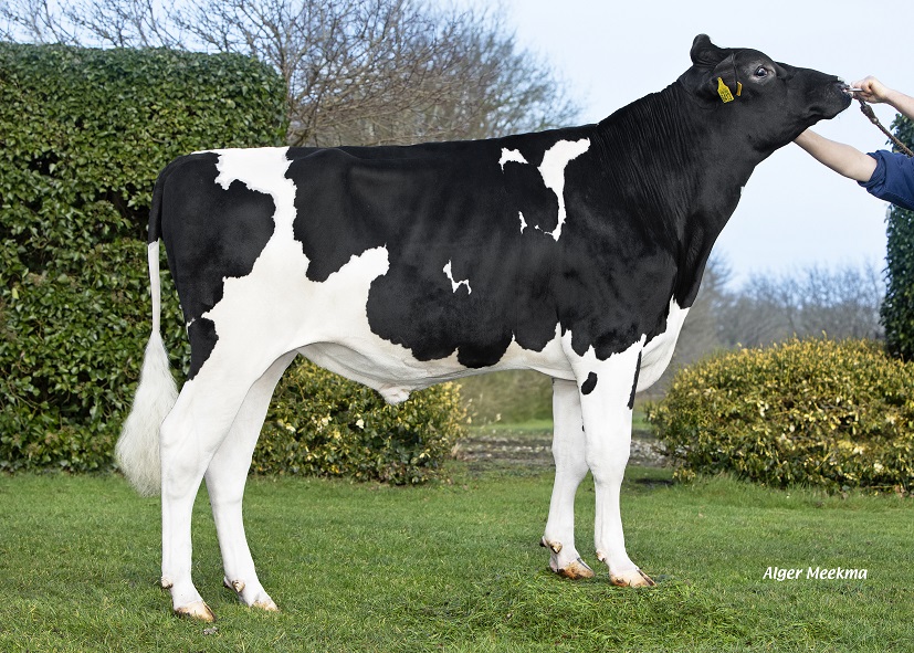 Wiseman PP Rf: Homozygous polled of top genetic quality!